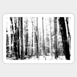 Monochrome effect deep in forest scene on a trail Sticker